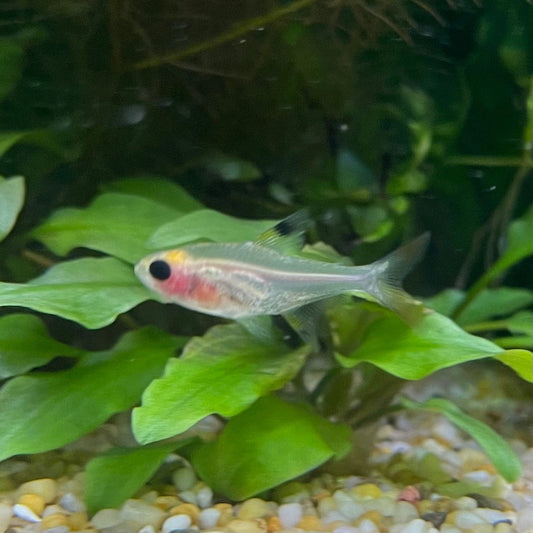 the-fish-farm Tetra Pristella Tetra (3cm) Pristella Tetra 3cm - The Fish Farm