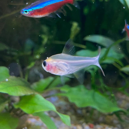 the-fish-farm Tetra Pristella Tetra (3cm) Pristella Tetra 3cm - The Fish Farm