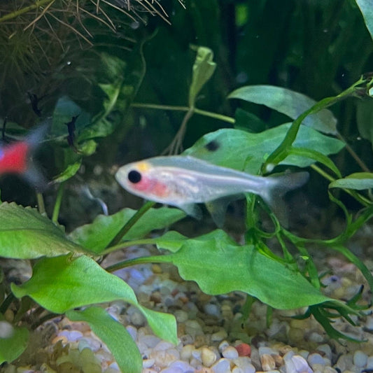 the-fish-farm Tetra Pristella Tetra (3cm) Pristella Tetra 3cm - The Fish Farm