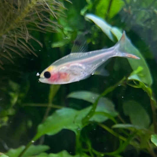 the-fish-farm Tetra Pristella Tetra (3cm) Pristella Tetra 3cm - The Fish Farm