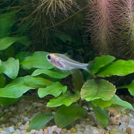 the-fish-farm Tetra Pristella Tetra (3cm) Pristella Tetra 3cm - The Fish Farm