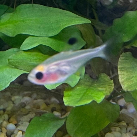 the-fish-farm Tetra Pristella Tetra (3cm) Pristella Tetra 3cm - The Fish Farm