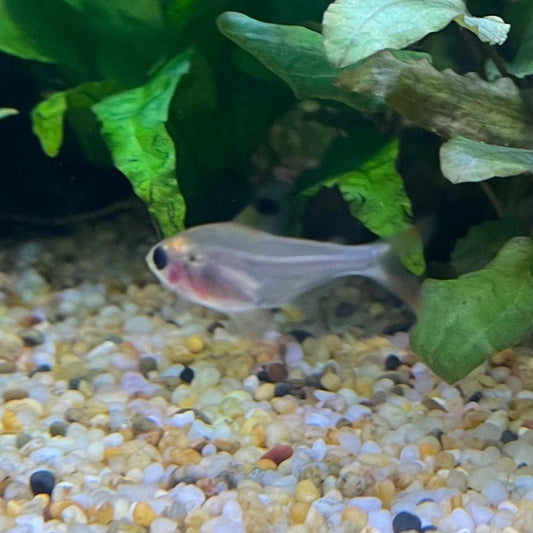 the-fish-farm Tetra Pristella Tetra (3cm) Pristella Tetra 3cm - The Fish Farm
