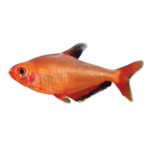 the-fish-farm Tetra Red Phantom Tetra (3cm) Red Phantom Tetra 3cm - The Fish Farm