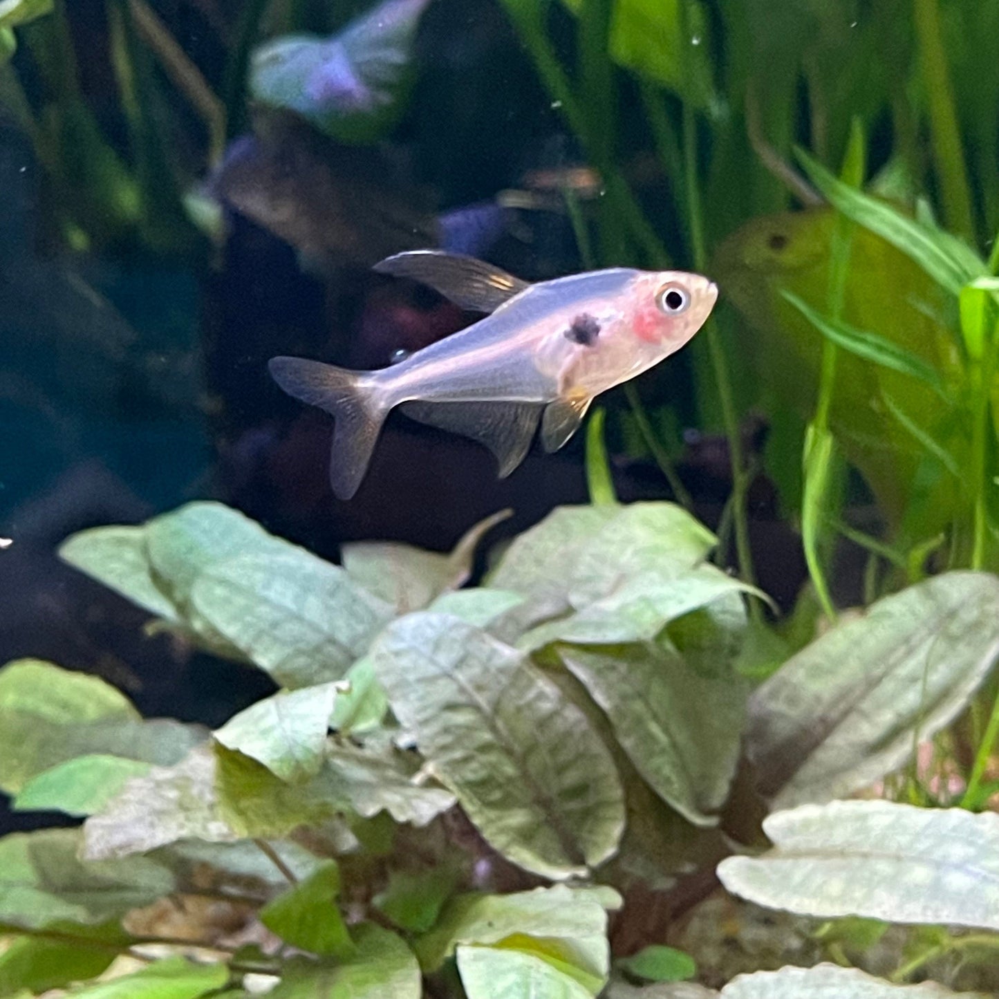the-fish-farm Tetra Red Phantom Tetra (3cm) Red Phantom Tetra 3cm - The Fish Farm
