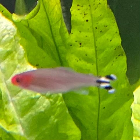 the-fish-farm Tetra Rummynose Tetra (3cm) Rummynose Tetra 3cm - The Fish Farm