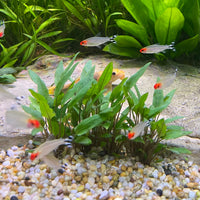 the-fish-farm Tetra Rummynose Tetra (3cm) Rummynose Tetra 3cm - The Fish Farm