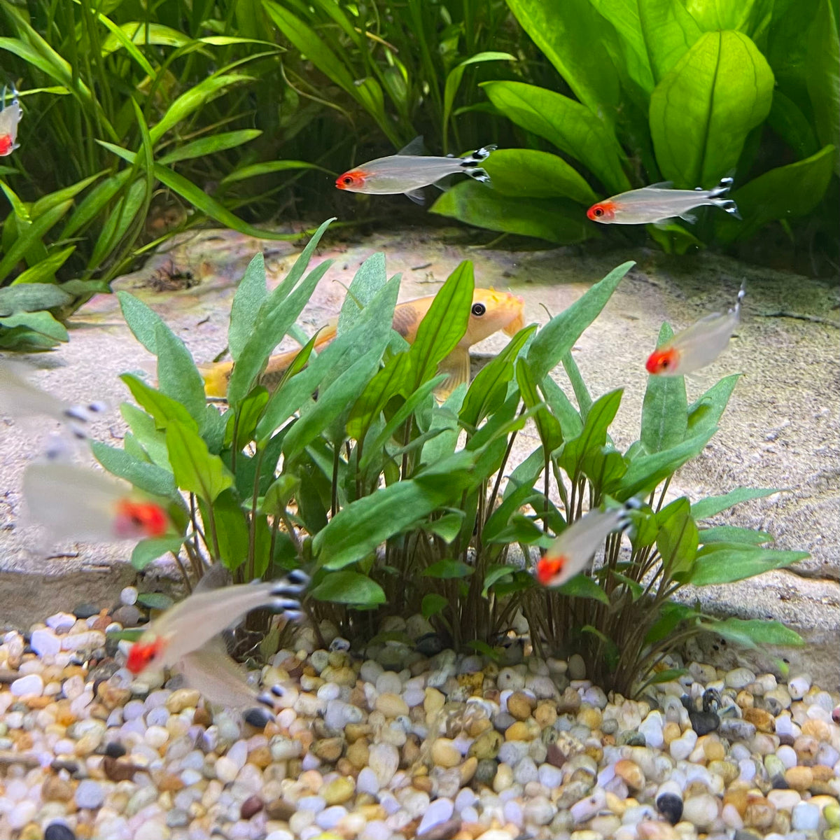 the-fish-farm Tetra Rummynose Tetra (3cm) Rummynose Tetra 3cm - The Fish Farm