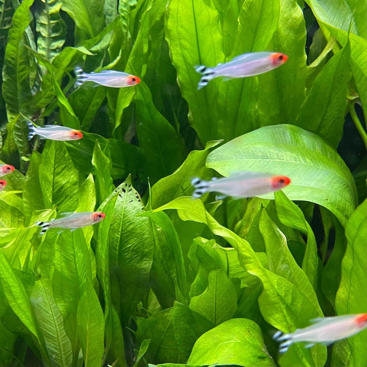 the-fish-farm Tetra Rummynose Tetra (3cm) Rummynose Tetra 3cm - The Fish Farm