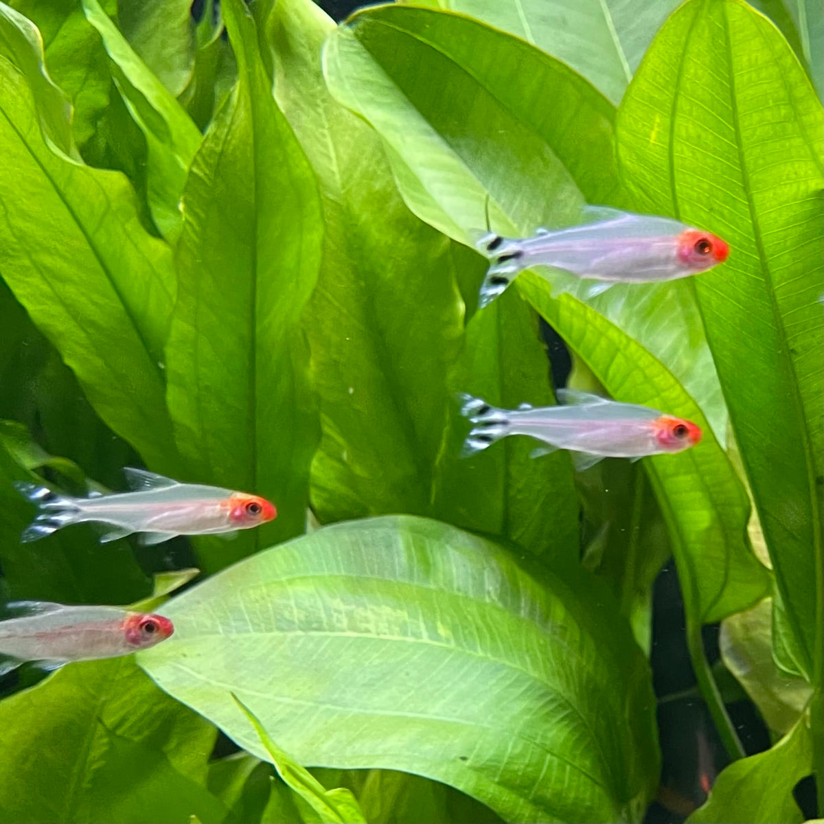 the-fish-farm Tetra Rummynose Tetra (3cm) Rummynose Tetra 3cm - The Fish Farm