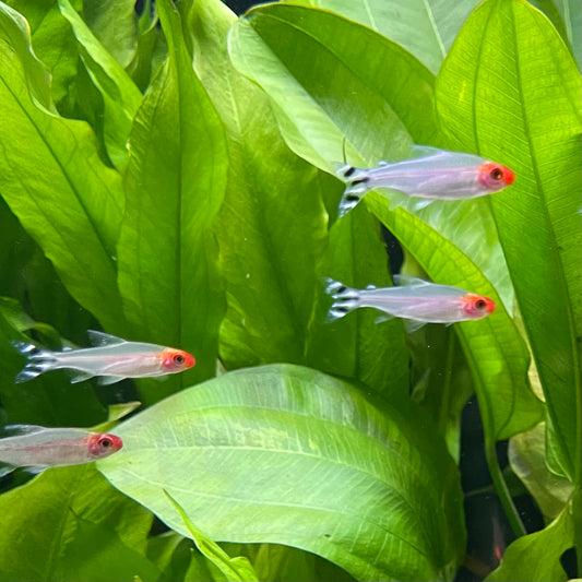 the-fish-farm Tetra Rummynose Tetra (3cm) Rummynose Tetra 3cm - The Fish Farm