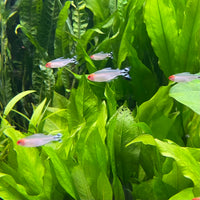 the-fish-farm Tetra Rummynose Tetra (3cm) Rummynose Tetra 3cm - The Fish Farm