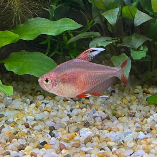 the-fish-farm Tetra White Fin Ornate (3cm) White Fin Ornate 3cm - The Fish Farm