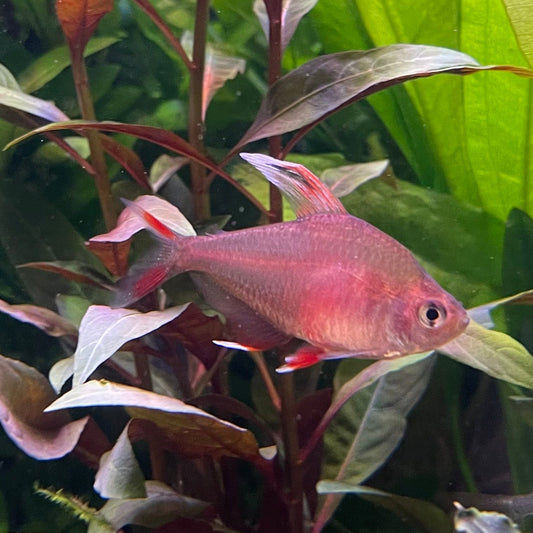 the-fish-farm Tetra White Fin Ornate (3cm) White Fin Ornate 3cm - The Fish Farm