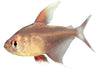 the-fish-farm Tetra White Fin Ornate 3cm White Fin Ornate 3cm - The Fish Farm