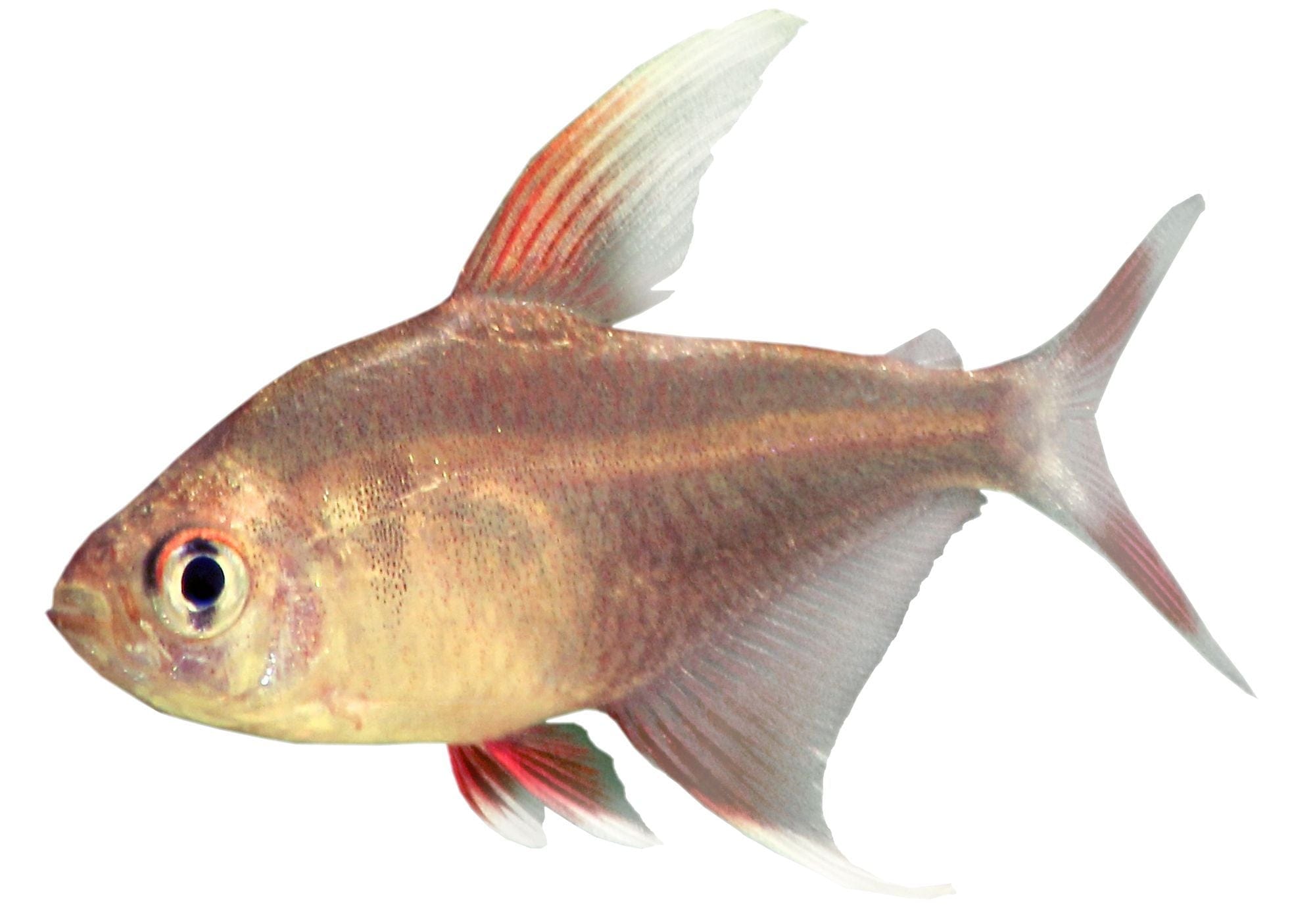 the-fish-farm Tetra White Fin Ornate 3cm White Fin Ornate 3cm - The Fish Farm