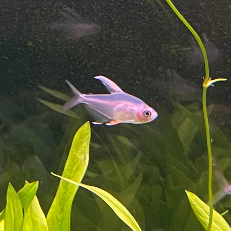 the-fish-farm Tetra White Fin Ornate (3cm) White Fin Ornate 3cm - The Fish Farm