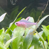 the-fish-farm Tetra White Fin Ornate (3cm) White Fin Ornate 3cm - The Fish Farm