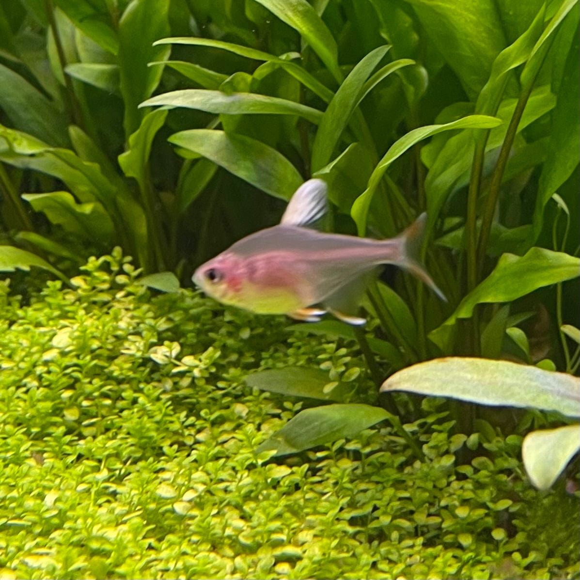 the-fish-farm Tetra White Fin Ornate (3cm) White Fin Ornate 3cm - The Fish Farm