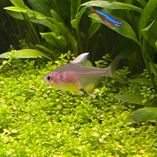 the-fish-farm Tetra White Fin Ornate (3cm) White Fin Ornate 3cm - The Fish Farm