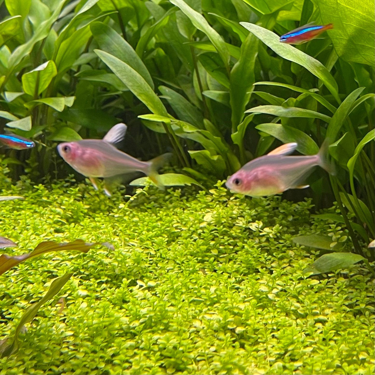 the-fish-farm Tetra White Fin Ornate (3cm) White Fin Ornate 3cm - The Fish Farm