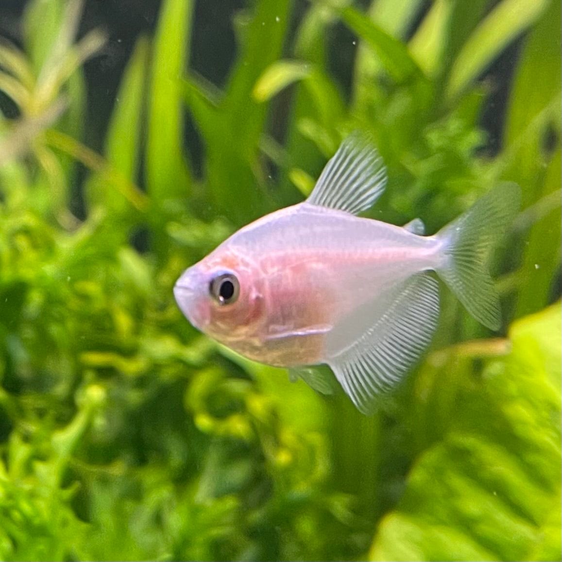 the-fish-farm Tetra White Widow Tetra (2.5-3cm) White Widow Tetra - The Fish Farm