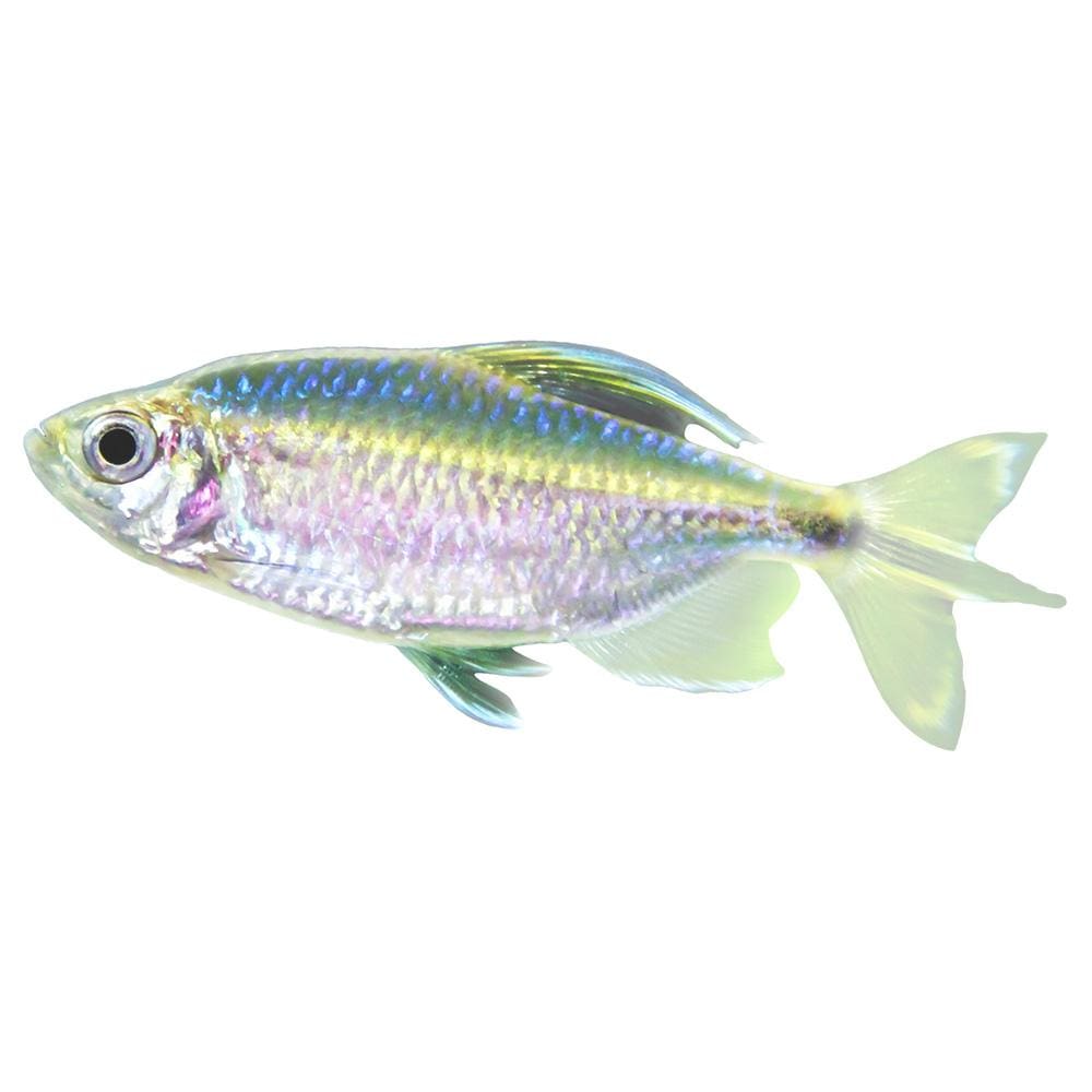 the-fish-farm Tetra Yellow Congo Tetra 3cm Yellow Congo Tetra 3cm - The Fish Farm